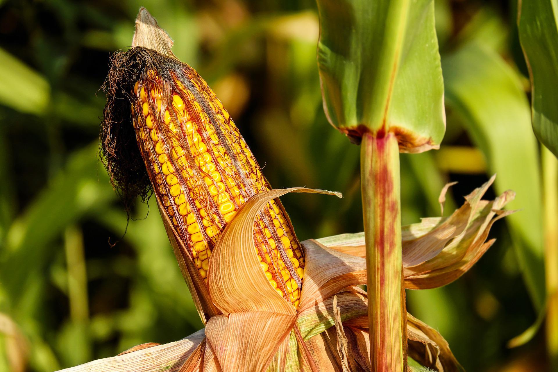 A cornfield close-up